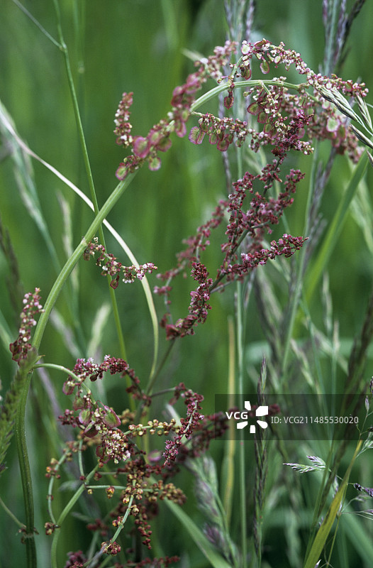 酢浆草图片素材