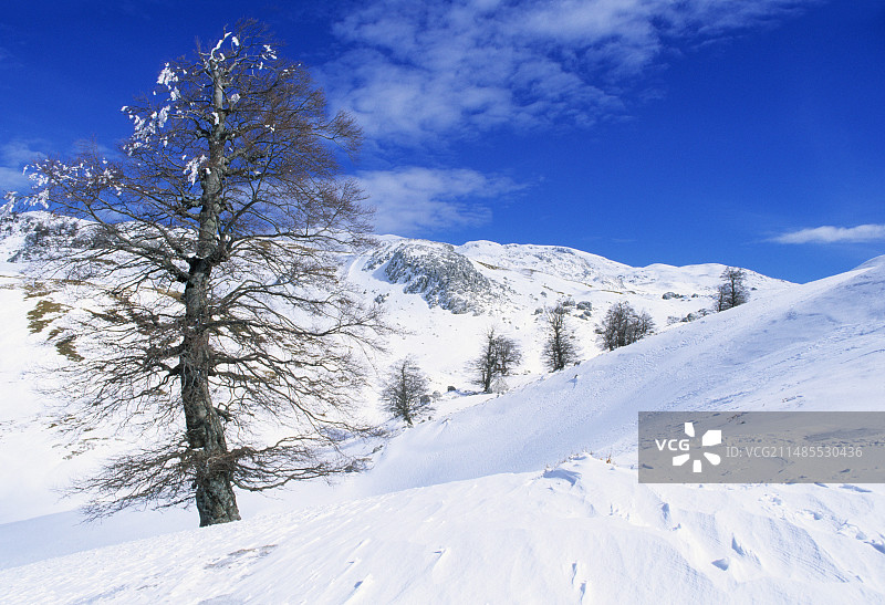 欧洲山毛榉树图片素材