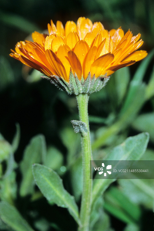 金盏花图片素材