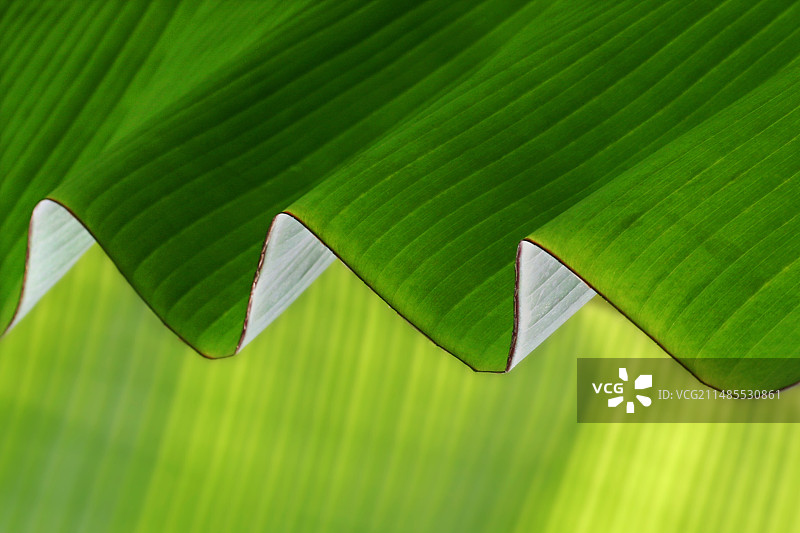 波纹香蕉叶图片素材