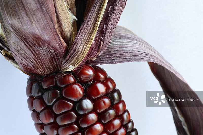 印度玉米图片素材