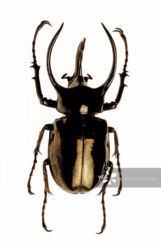 圣甲虫标本图片素材