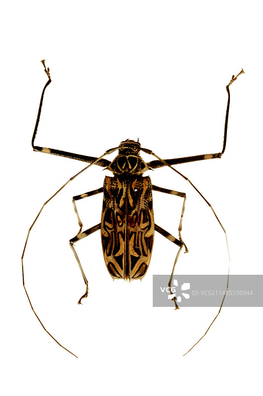镶嵌小丑甲虫标本图片素材