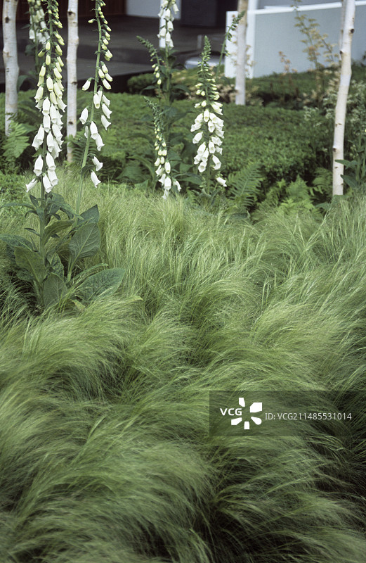 墨西哥羽毛草图片素材