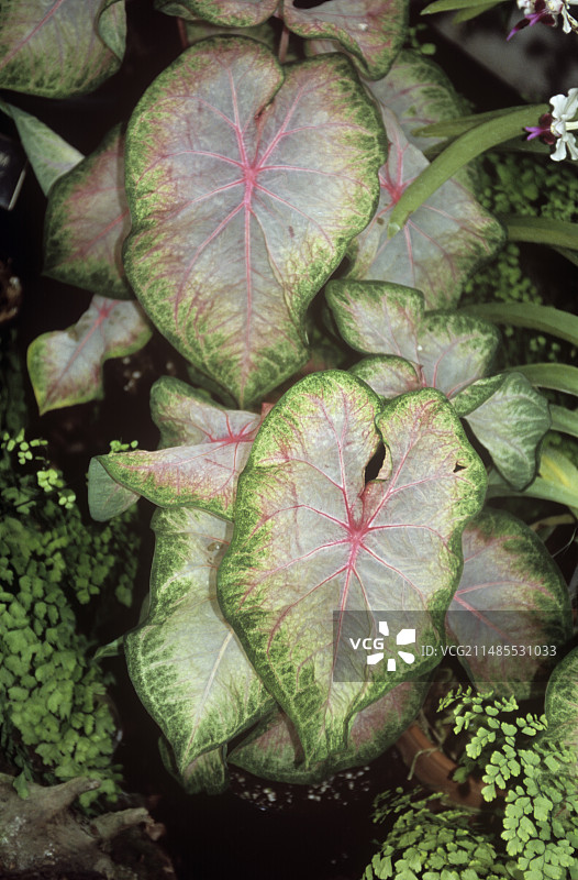 五彩芋‘凯瑟琳’图片素材