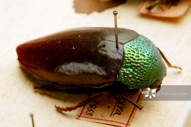 镶嵌宝石的甲虫图片素材