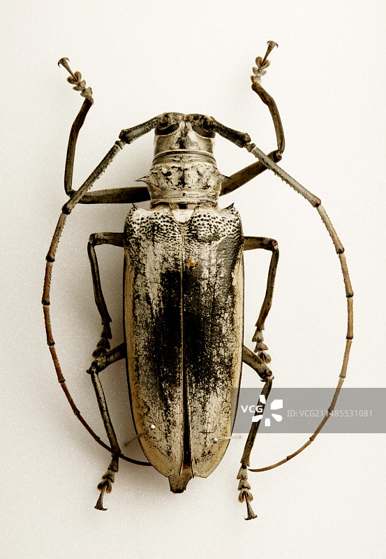 天牛标本图片素材