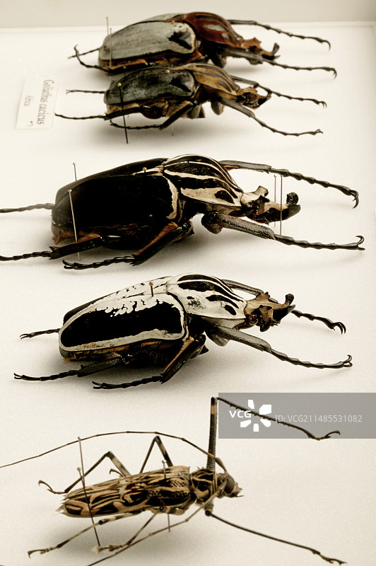 甲虫收藏图片素材