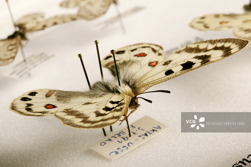 阿波罗绢蝶标本图片素材