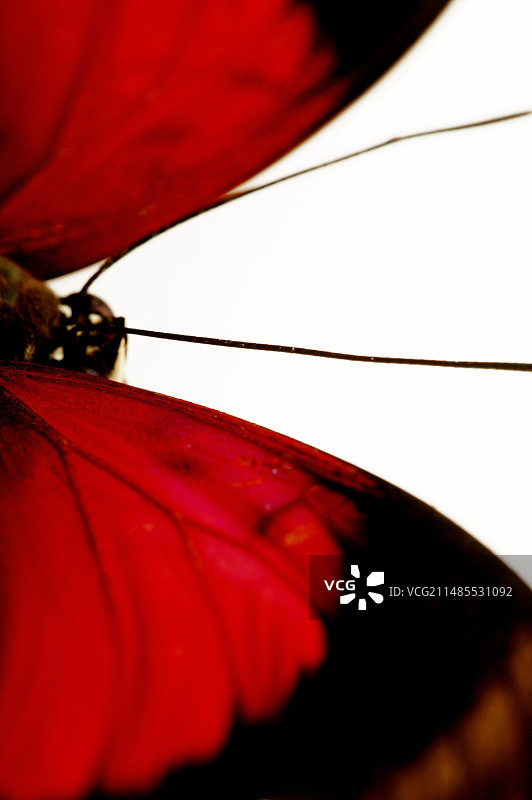 昆虫标本蝴蝶图片素材