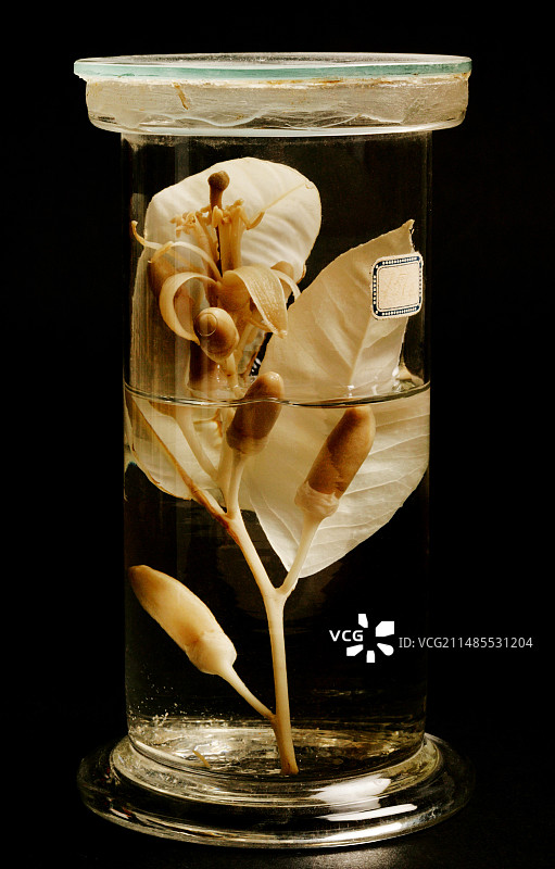 柑橘植物标本图片素材