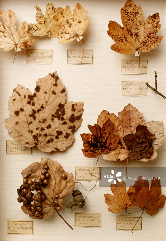 虫瘿损伤的叶子图片素材