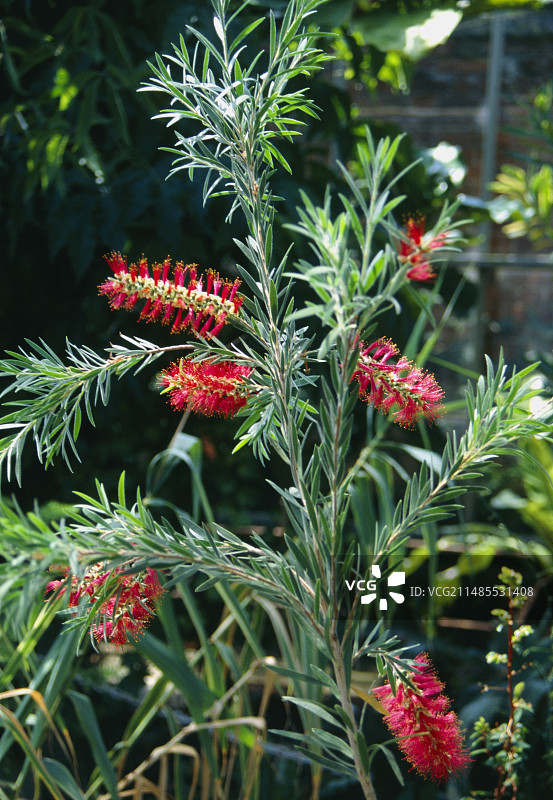 绯红瓶刷木图片素材