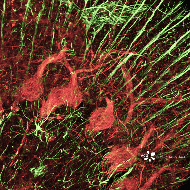 小脑组织显微照片图片素材