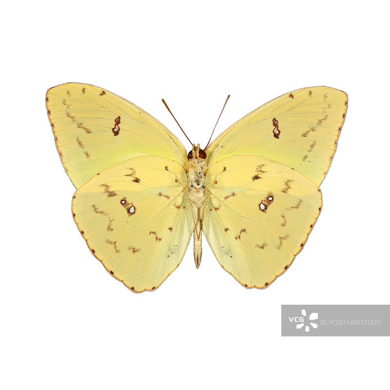 硫磺蝴蝶图片素材