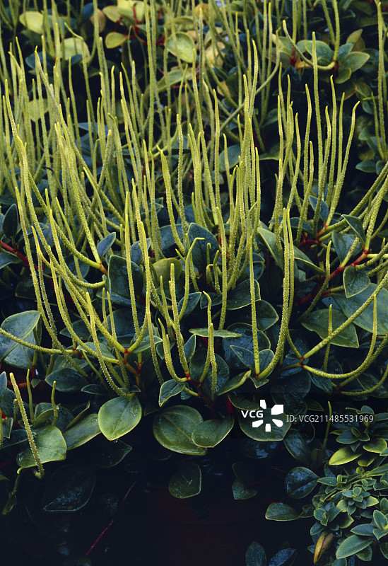 假心叶蔓绿绒（学名：Peperomia scandens），又名椒草图片素材