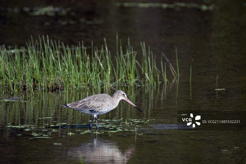 黑尾塍鹬图片素材