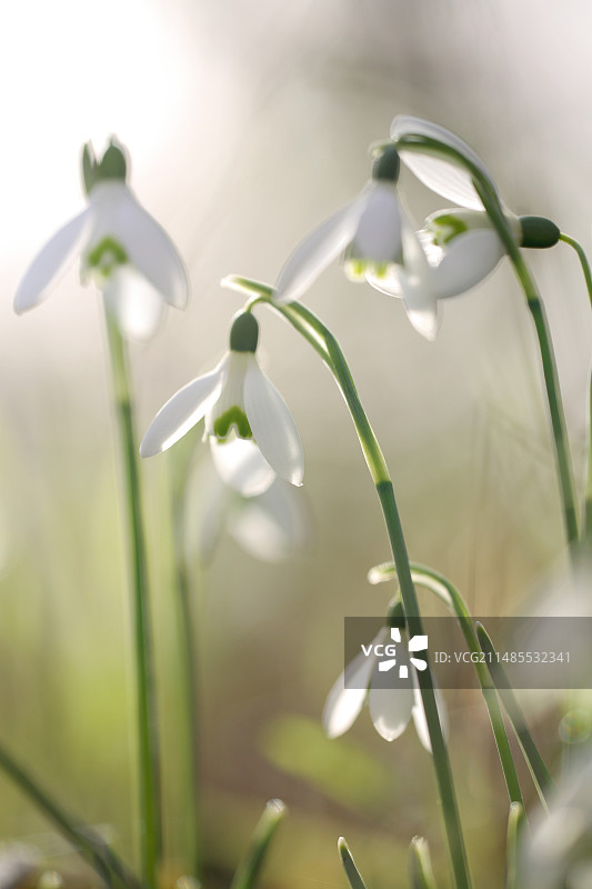 常见雪花莲图片素材