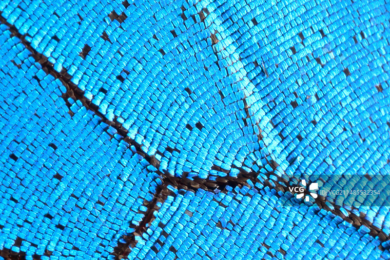 蒙特鲁齐里凤蝶的微距照片图片素材