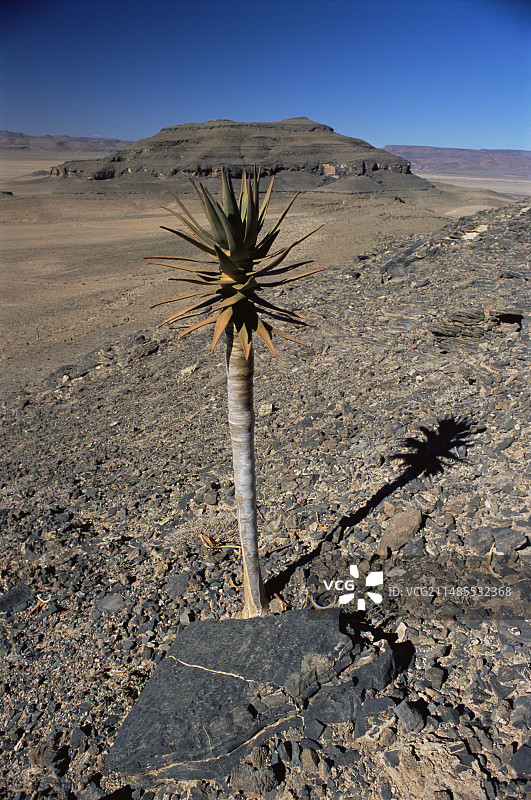 芦荟植物图片素材