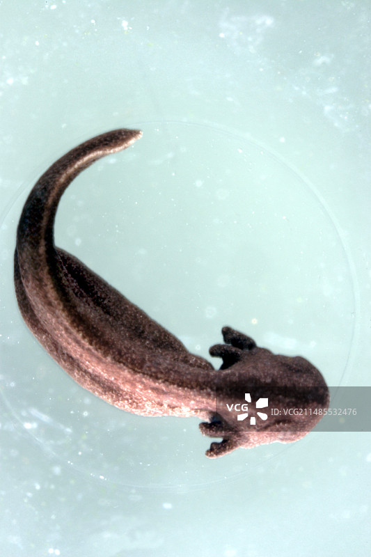 即将孵化的蝌蚪图片素材