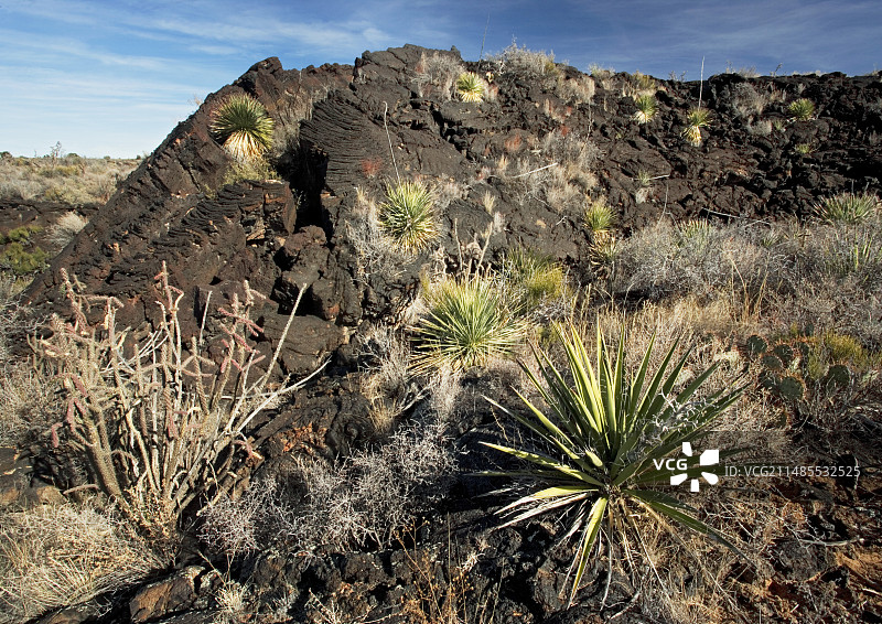 近期熔岩流上的植被图片素材