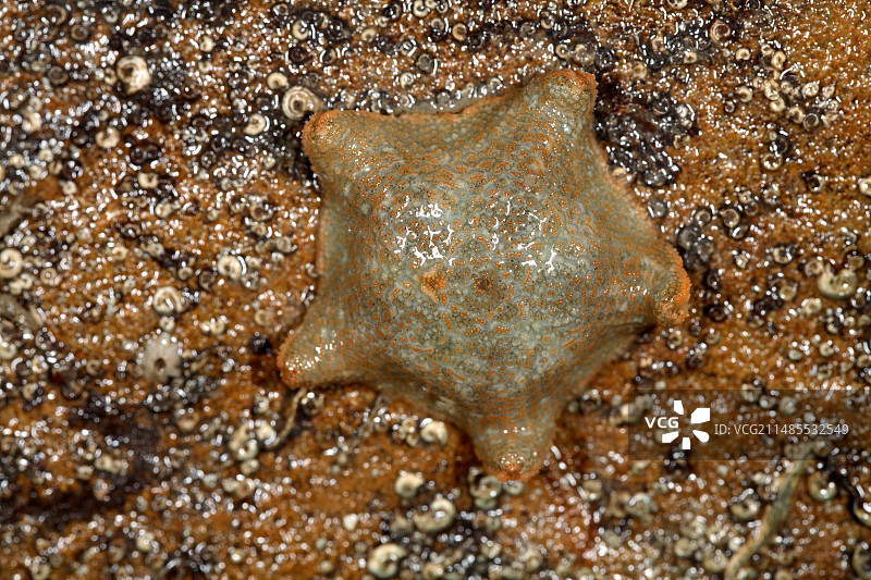 海星坐垫图片素材