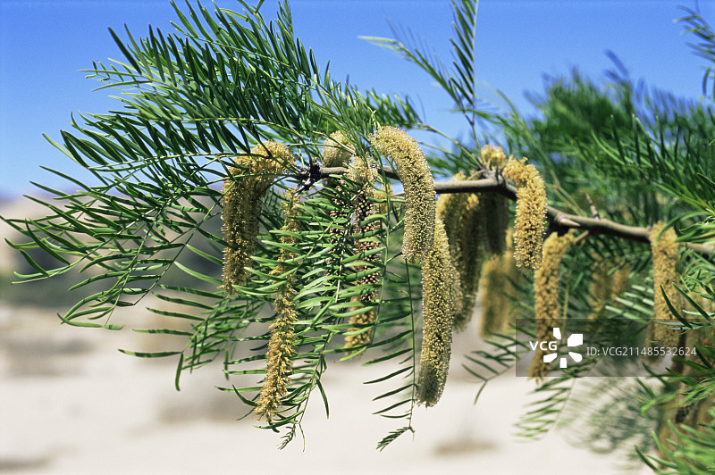 金合欢花图片素材