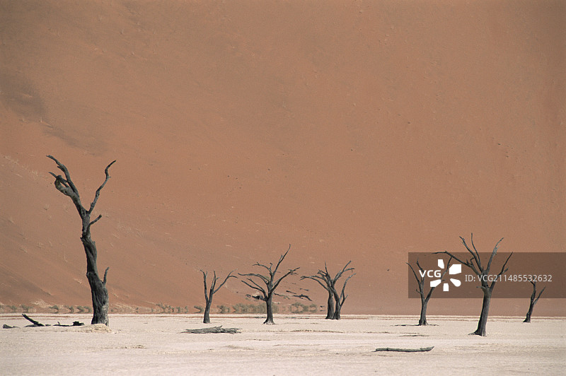 死亡的阿拉伯胶树图片素材