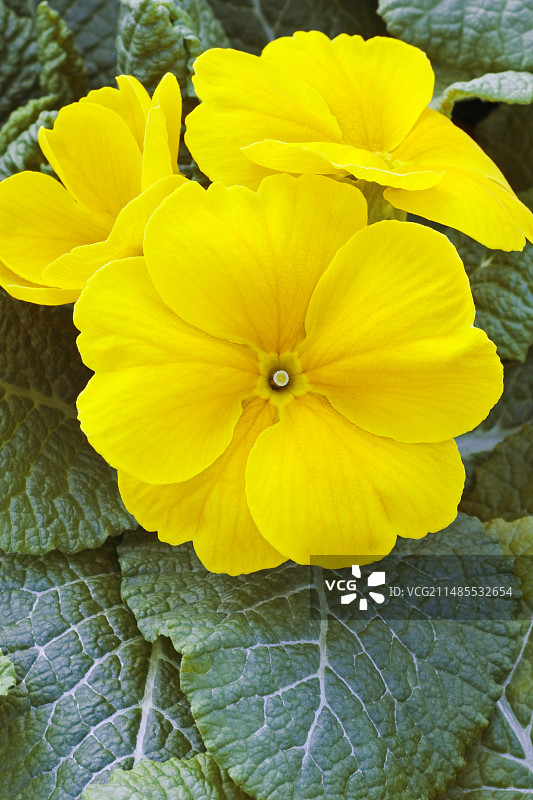 黄色报春花（Primula polyanthus）图片素材