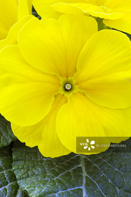 黄色报春花（Primula polyanthus）图片素材