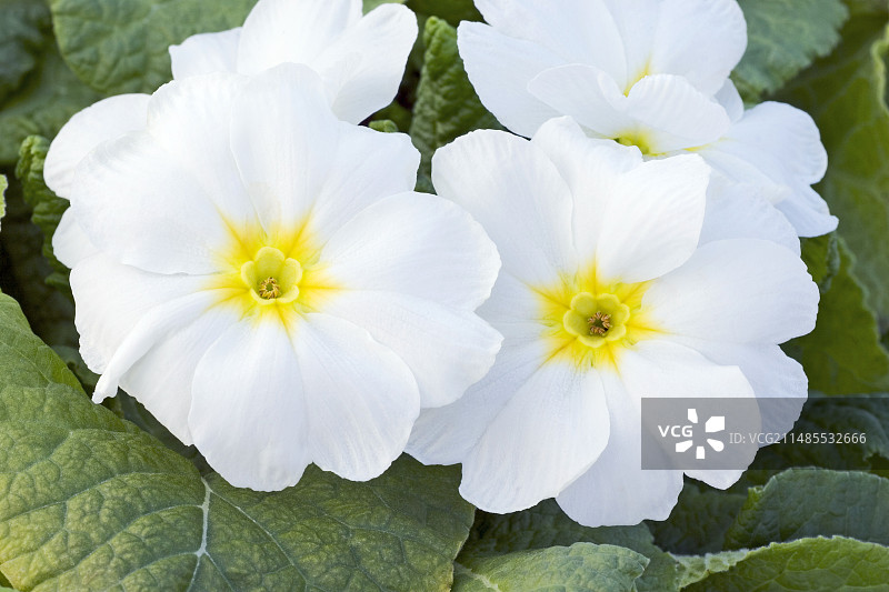 白色报春花图片素材