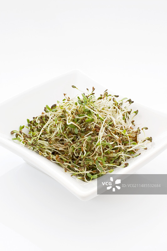 苜蓿芽图片素材