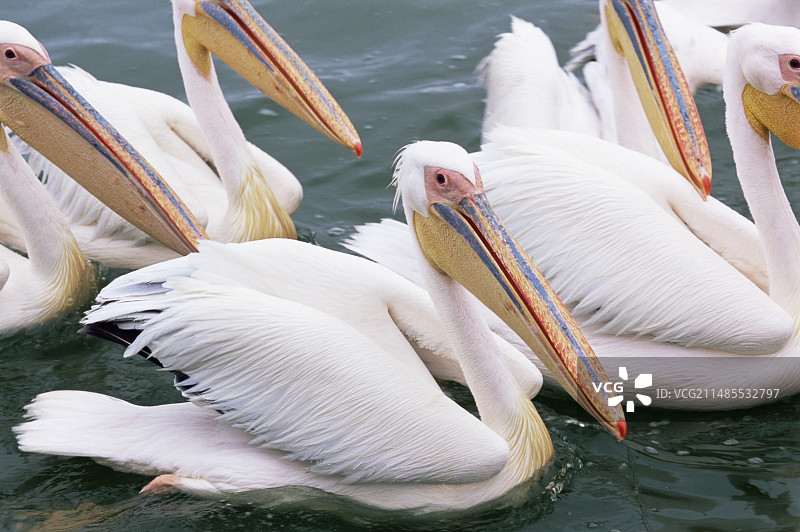 大白鹈鹕图片素材