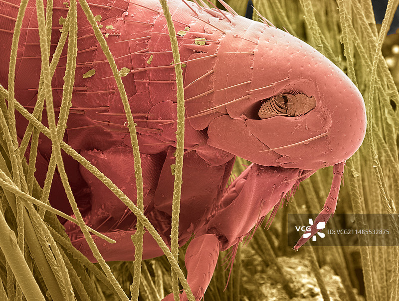 猫跳蚤头部，扫描电子显微镜图片素材