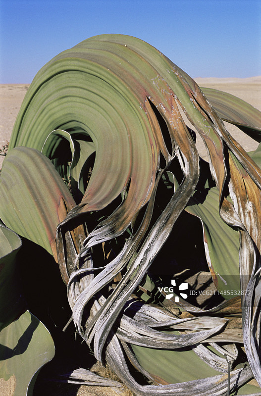 百岁兰图片素材