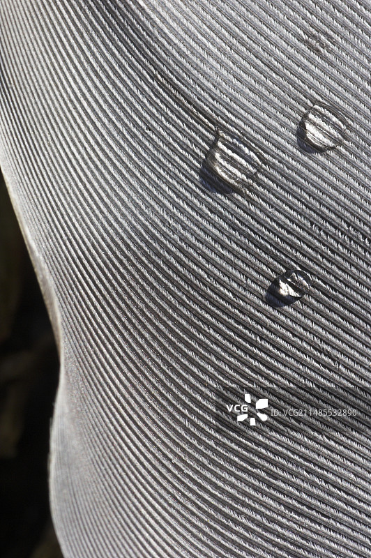 珠颈斑鸠羽毛上的露珠图片素材