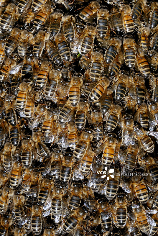 蜜蜂群图片素材