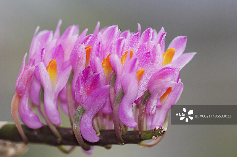 石斛兰图片素材