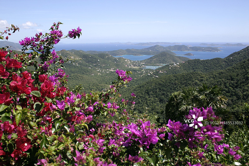 三角梅花图片素材