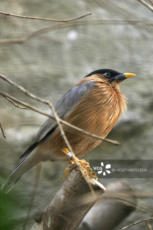 宝塔椋鸟图片素材