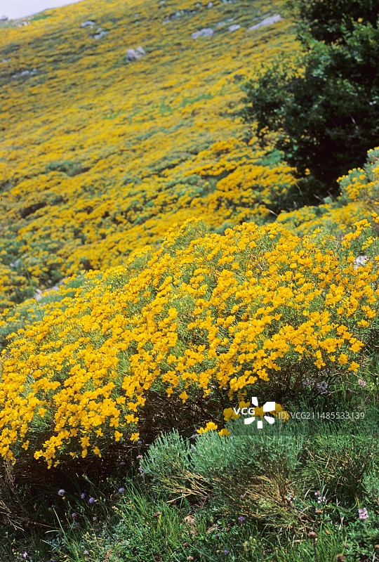 金雀花图片素材