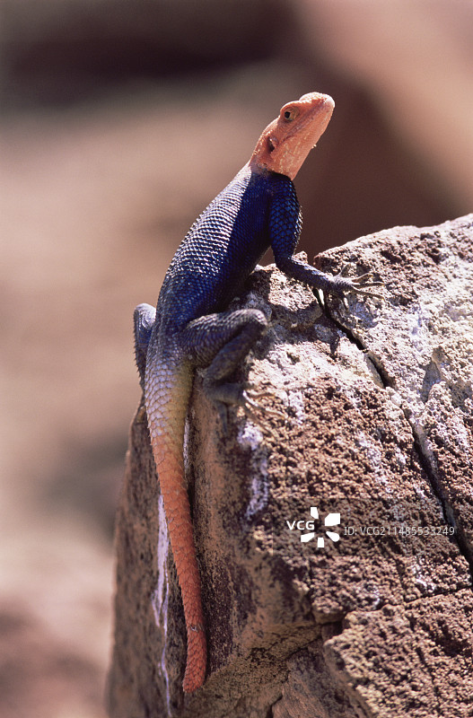 纳米比亚岩石鬣蜥图片素材