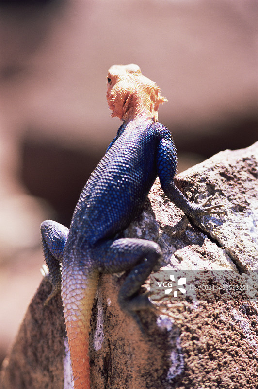 纳米比亚岩石鬣蜥图片素材