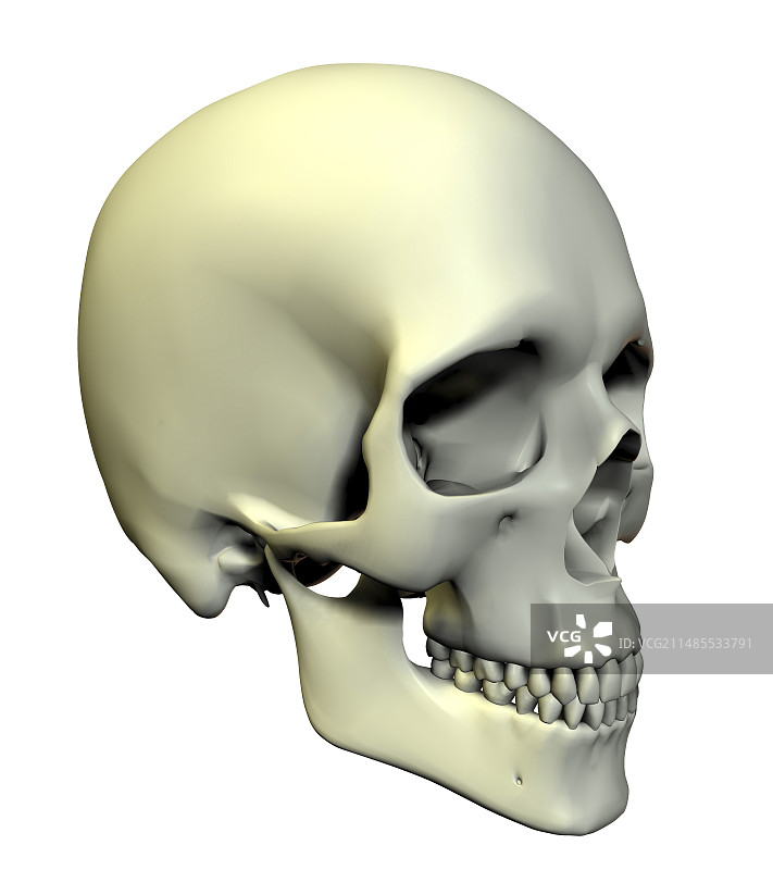 头骨图片素材