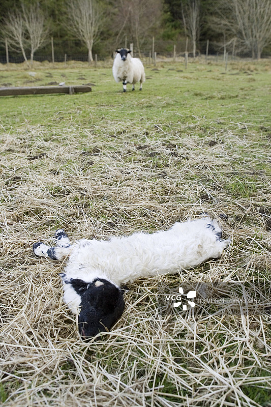 死羔羊图片素材