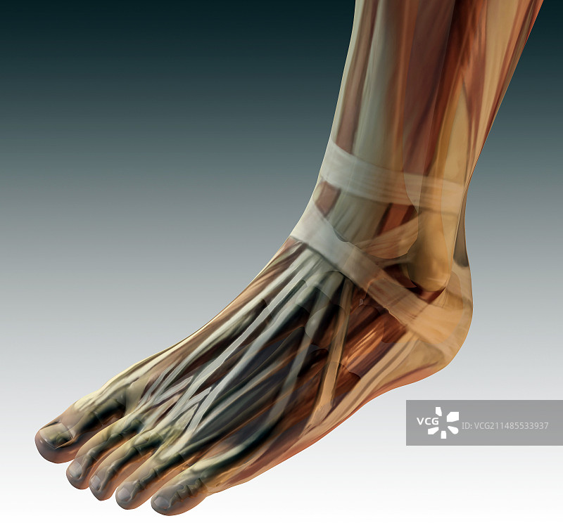足部解剖图片素材