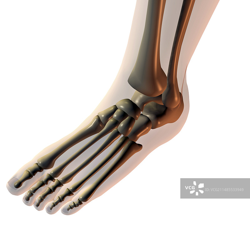 足部骨骼图片素材