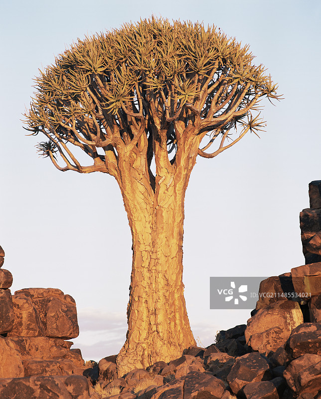 箭袋树图片素材