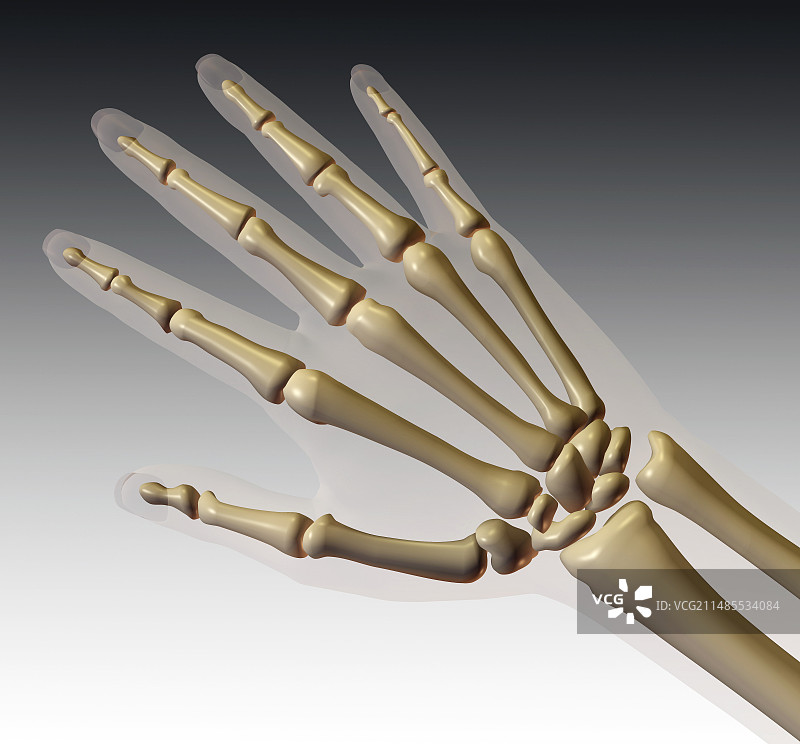手骨图片素材